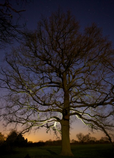Illuminated Tree