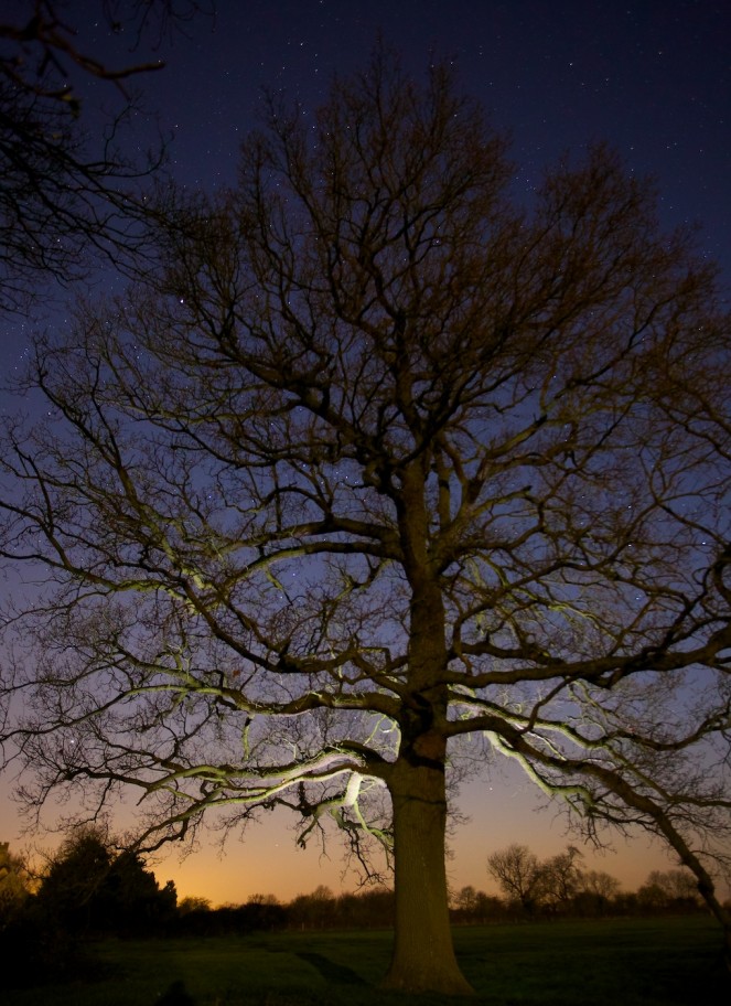 Illuminated Tree