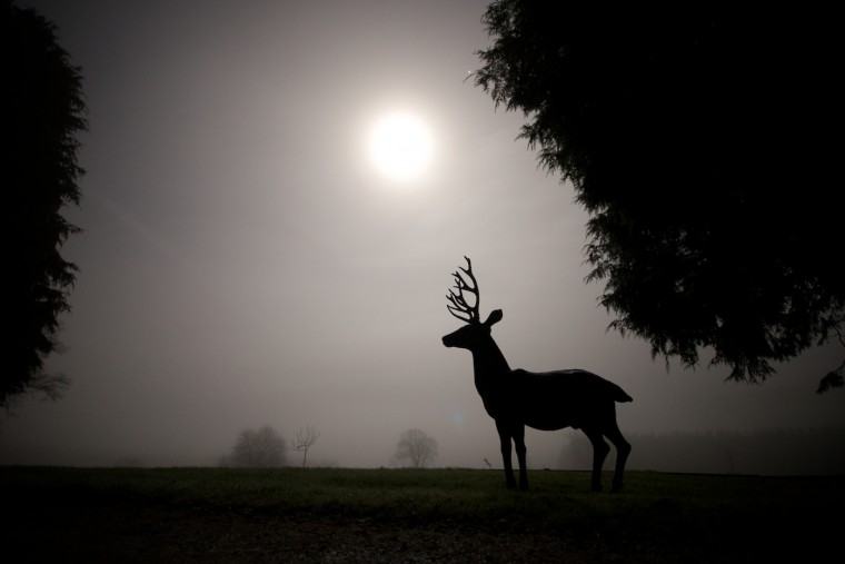 Night Mist