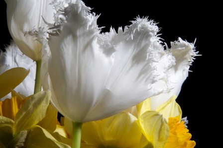 Tulips and Daffodils